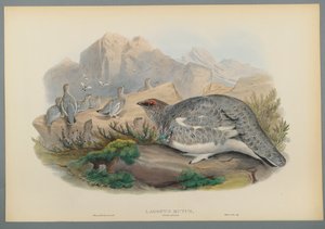 Common Ptarmigan (Autumn Plumage) by John Gould