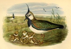 Lapwing and Young