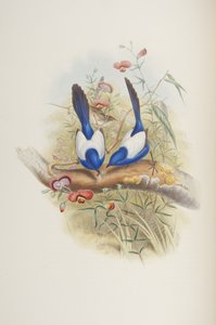 Malurus Leuconotus, from 