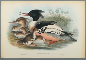 Merganser by John Gould