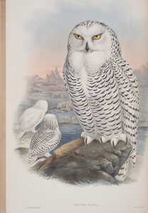 Nyctea Nivea, plate from The Birds of Great Britain by John Gould, published 1862-73 by John Gould