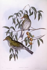 Olive-backed oriole (Oriolus sagittatus), Engraving by John Gould by John Gould