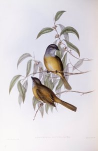 Olive Whistler (Pachycephala olivacea), Engraving by John Gould