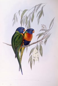 Ornate Lorikeet by John Gould