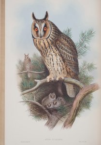 Otus Vulgaris, plate from The Birds of Great Britain by John Gould, published 1862-73 by John Gould