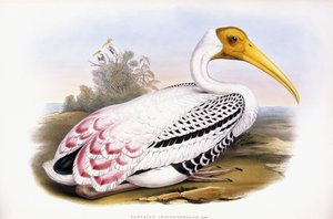 Painted Stork