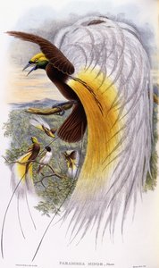 Lesser Bird-of-Paradise by John Gould