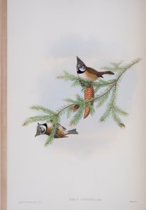 Parus Cristatus, plate from The Birds of Great Britain by John Gould, published 1862-73