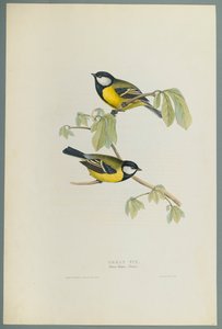 Great Tit by John Gould