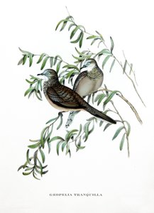 Peaceful Dove, birds from Australia, engraving from book by John Gould (1804-1881) Tropical Birds