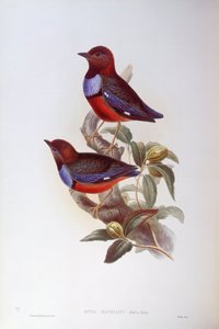 Red-Bellied Pitta (Pitta erythrogaster), Engraving by John Gould by John Gould