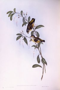 Red-browed pardalote (Pardalotus rubricatus), Engraving by John Gould