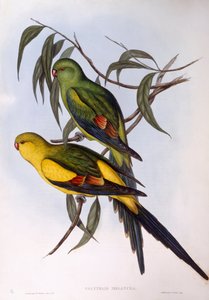 Regent parrot (Polytelis anthopeplus), Engraving by John Gould by John Gould