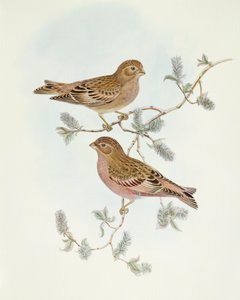 Rosy Finch (Erythrospiza incarnata), Engraving by John Gould by John Gould