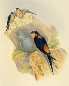 Rufous-bellied Swallow (Hirundo daurica), engraving by John Gould, United Kingdom by John Gould