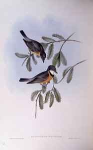 Rufous whistler (Pachycephala rufiventris), Engraving by John Gould