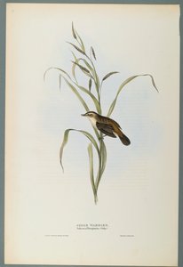 Sedge Warbler by John Gould