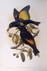 Satin bowerbird (Ptilonorhynchus violaceus), Engraving by John Gould by John Gould