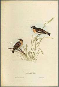 Whinchat