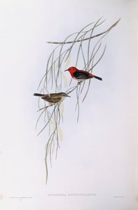 Scarlet myzomela (Myzomela sanguinolenta), Engraving by John Gould by John Gould