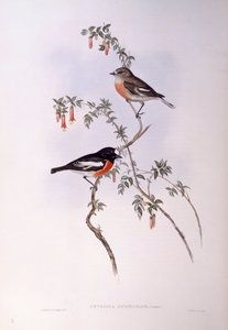 Scarlet Robin (Petroica multicolor), Engraving by John Gould
