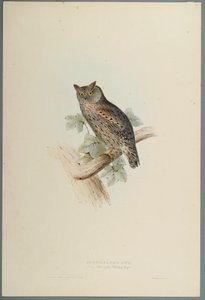 Scops Eared Owl by John Gould