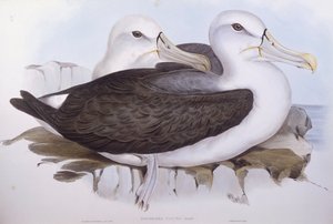 Shy Albatross (Thalassarche cauta), Engraving by John Gould by John Gould