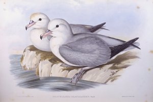 Southern fulmar (Fulmarus glacialoides), Engraving by John Gould by John Gould