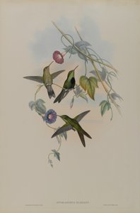 St. Domingo Hummingbird