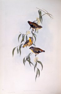 Spotted pardalote (Pardalotus punctatus), Engraving by John Gould by John Gould