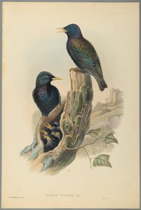 Starling by John Gould