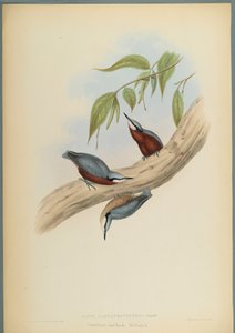 Chestnut-Bellied Nuthatch by John Gould