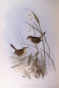 Striated Calamanthus (Calamanthus fuliginosus), Engraving by John Gould by John Gould