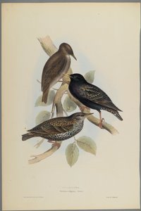 Starling