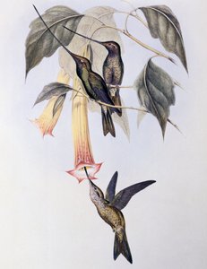 Sword-billed Humming Bird (Docimastes ensiferus) by John Gould