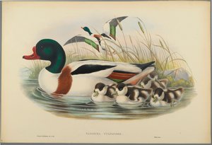 Sheldrake by John Gould