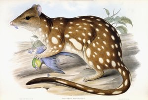 Tiger Quoll by John Gould