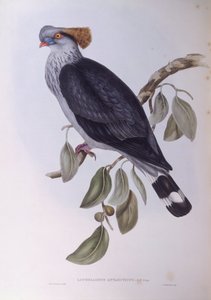 Topknot pigeon (Lopholaimus antarcticus), Engraving by John Gould by John Gould