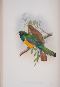Trogon Atricollis, plate from The Birds of Great Britain by John Gould, published 1862-73 by John Gould