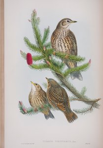 Turdus Viscivorus, plate from The Birds of Great Britain by John Gould, published 1862-73 by John Gould