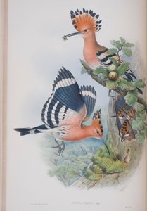 Upupa Epops, plate from The Birds of Great Britain by John Gould, published 1862-73 by John Gould