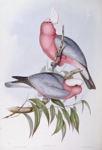 Violet-necked Lory (Eos squamata) by John Gould