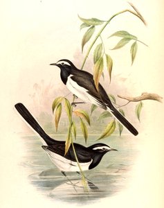 White-browed Wagtail (Large Pied Wagtail) Motacilla maderaspatensis Gmelin by John Gould