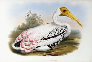 White-headed Ibis