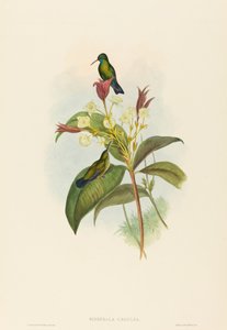 Blue-chinned Sapphire by John Gould and H.C. Richter