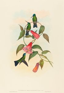 Gould