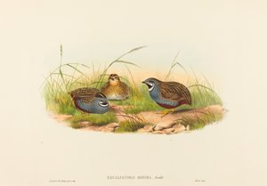 Blue-breasted Quail