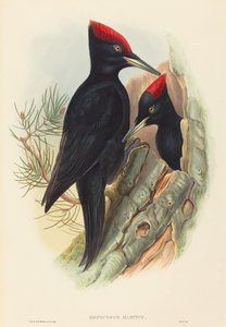 Great Black Woodpecker (Dryocopus martius)