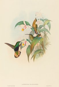 Buff-tailed Velvet-breast by John Gould and H.C. Richter