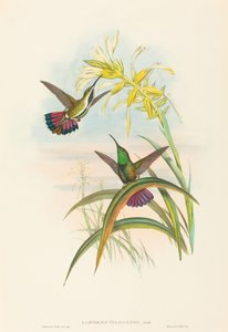 Veraguan Mango